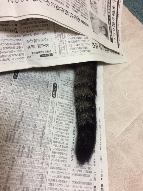 f:id:nekotoneru:20170314214511j:plain