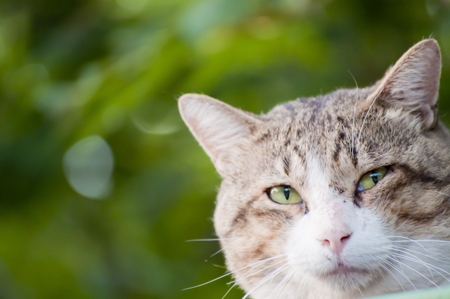 f:id:nekotoneru:20200313224036j:plain