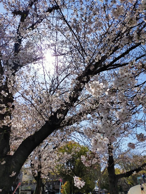 f:id:nekotoneru:20210328060029j:image